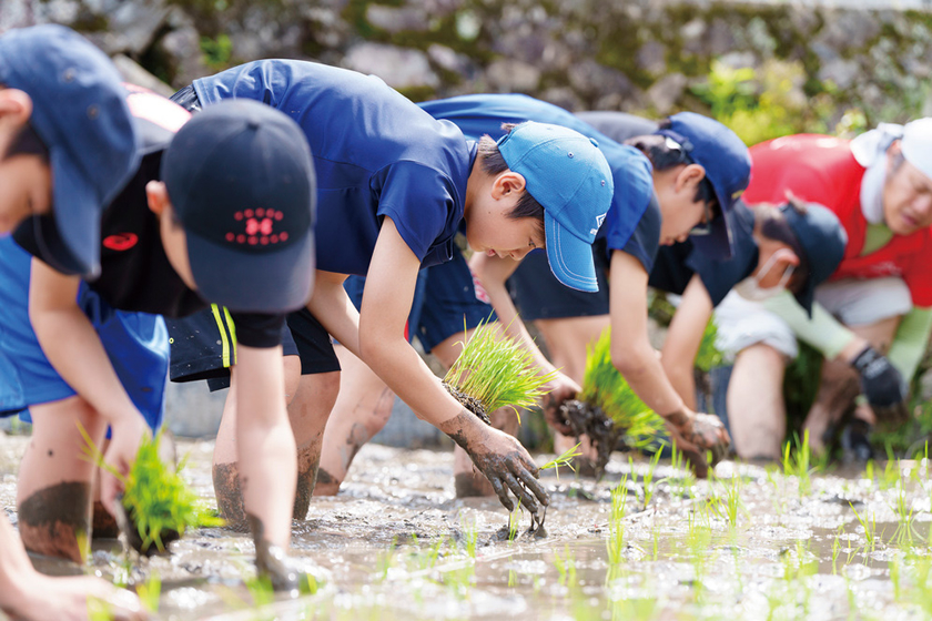 田植え